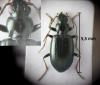 Bembidion geniculatum geniculatum
